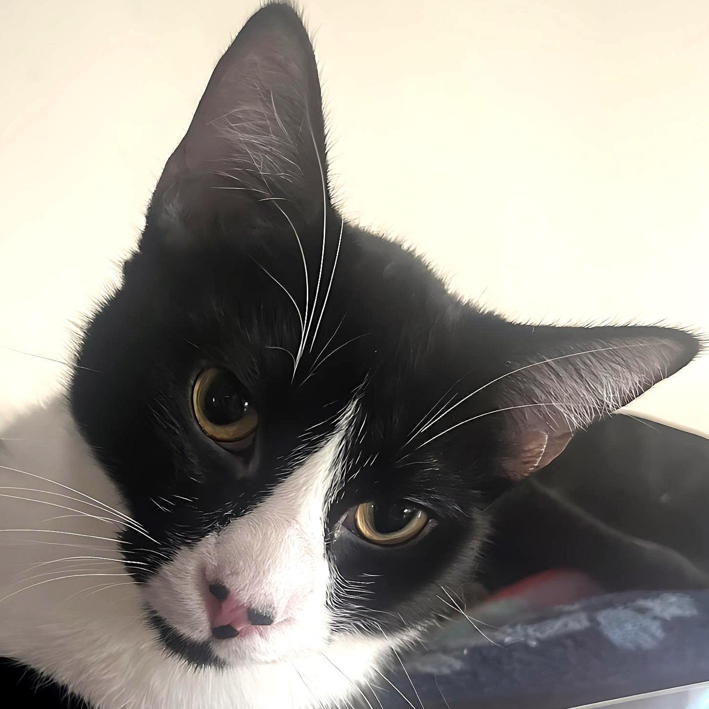 Enlarge Felinestein, an adoptable Domestic Short Hair in Santa Ana, CA image 1/5