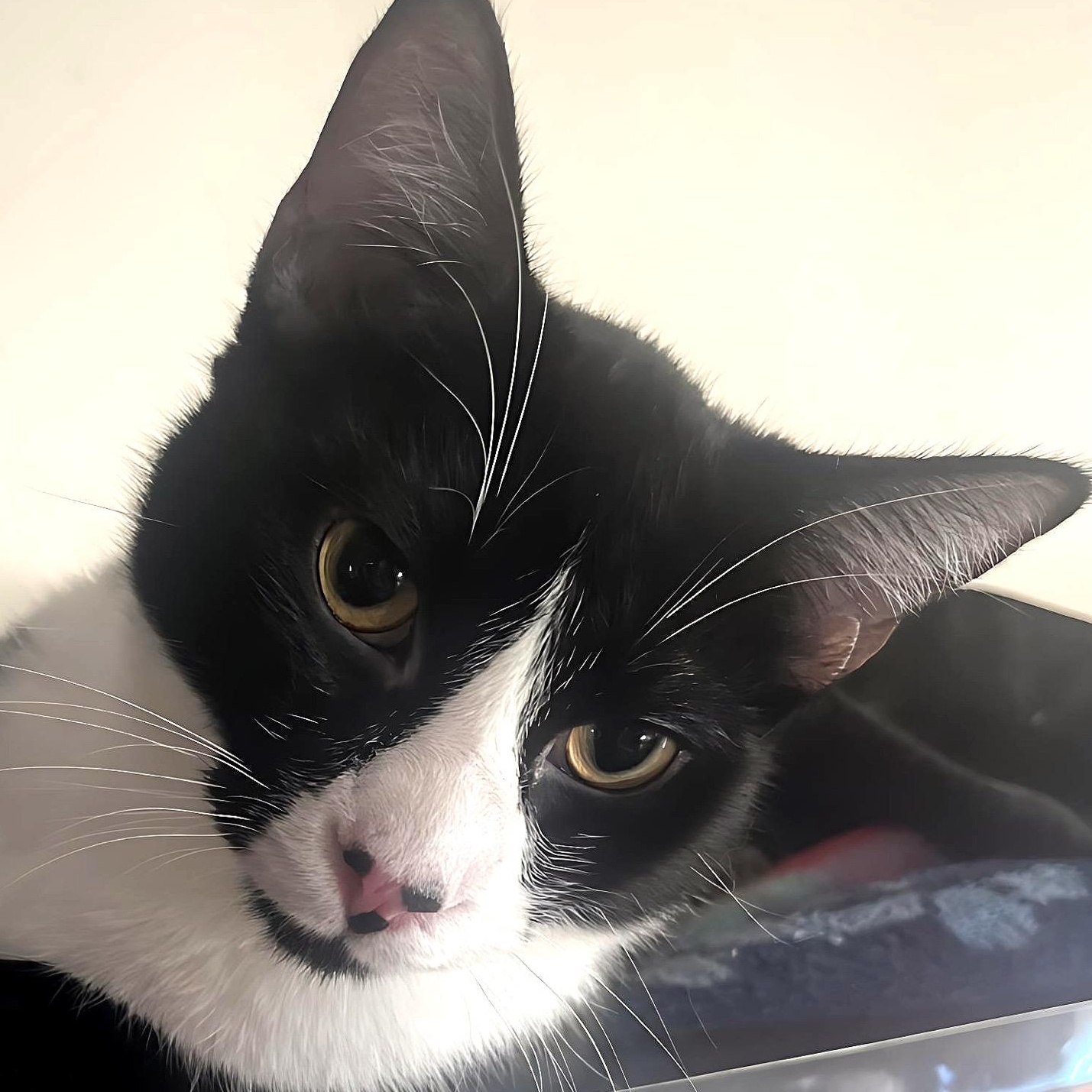 Felinestein, an adoptable Domestic Short Hair in Santa Ana, CA image 1/5