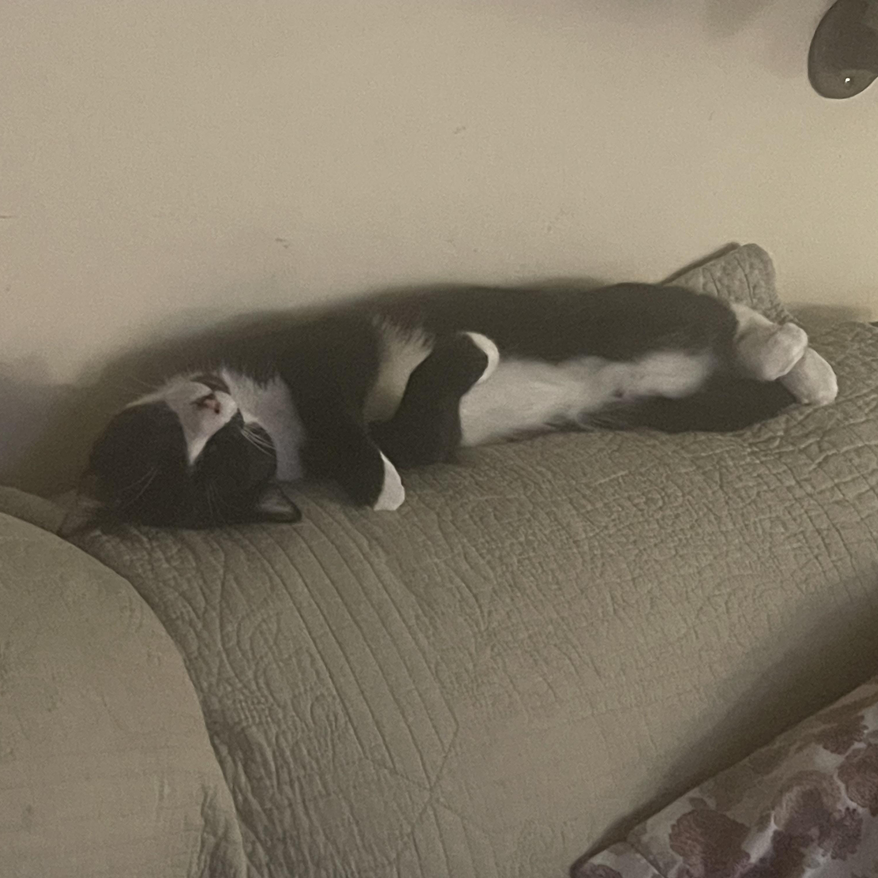 Enlarge Felinestein, an adoptable Domestic Short Hair in Santa Ana, CA image 3/5