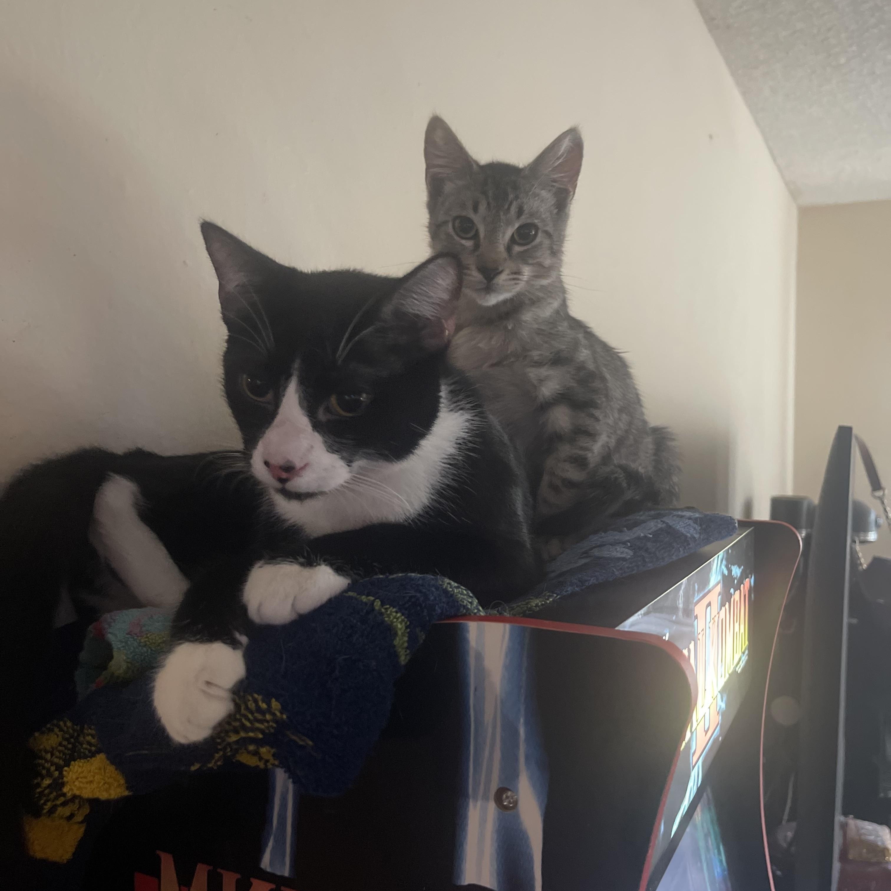 Enlarge Felinestein, an adoptable Domestic Short Hair in Santa Ana, CA image 4/5