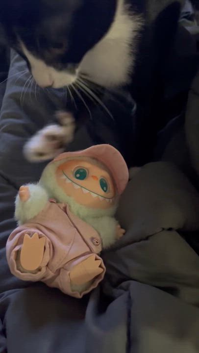 Enlarge Felinestein, an adoptable Domestic Short Hair in Santa Ana, CA video 2/5