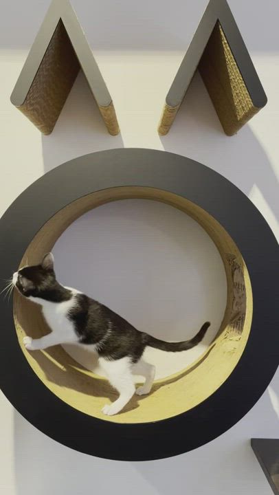 Enlarge Bishop , a Adopted mixed breed in New York, NY video 4/7