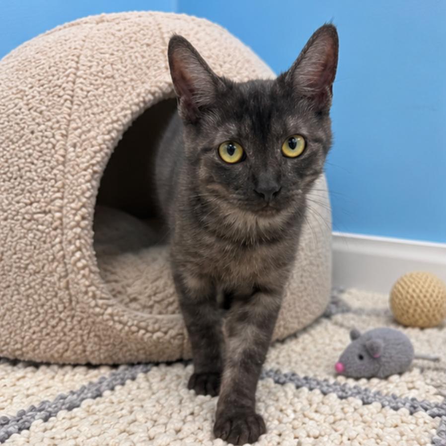 Enlarge Miley, a Adoptable mixed breed in Hemet, CA image 1/2