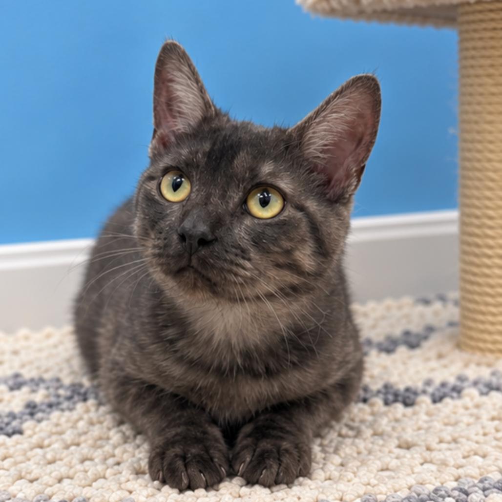 Enlarge Miley, a Adoptable mixed breed in Hemet, CA image 2/2