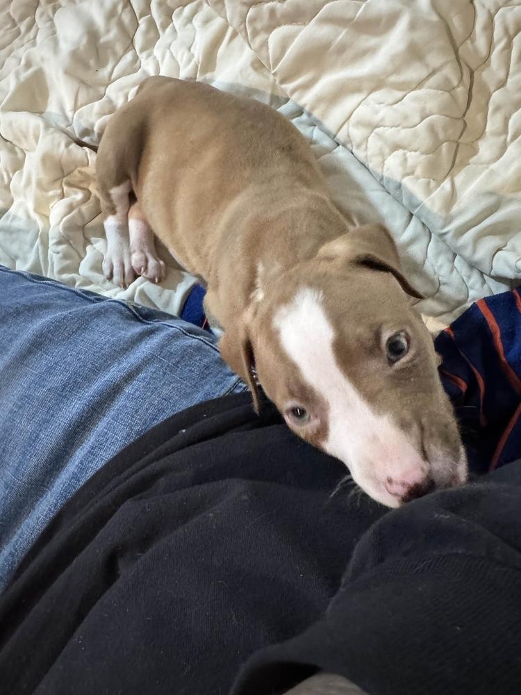 Enlarge Tito, a Adoptable mixed breed in Grand Rapids, MI image 1/6