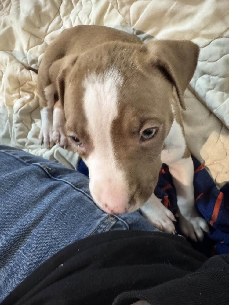 Enlarge Tito, a Adoptable mixed breed in Grand Rapids, MI image 2/6