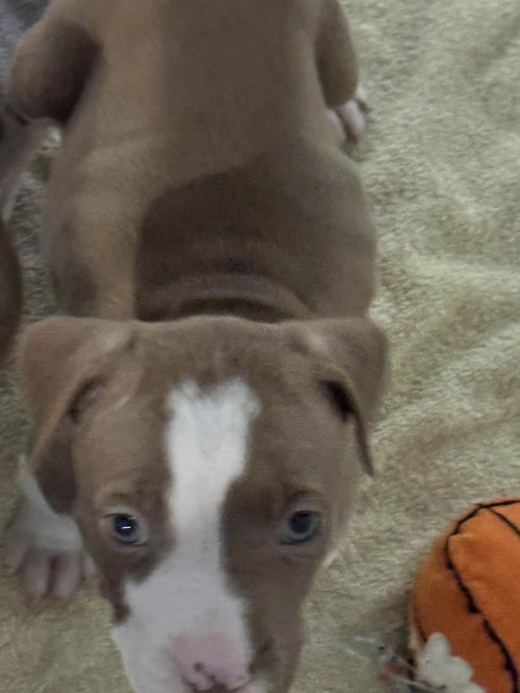 Enlarge Tito, a Adoptable mixed breed in Grand Rapids, MI image 3/6