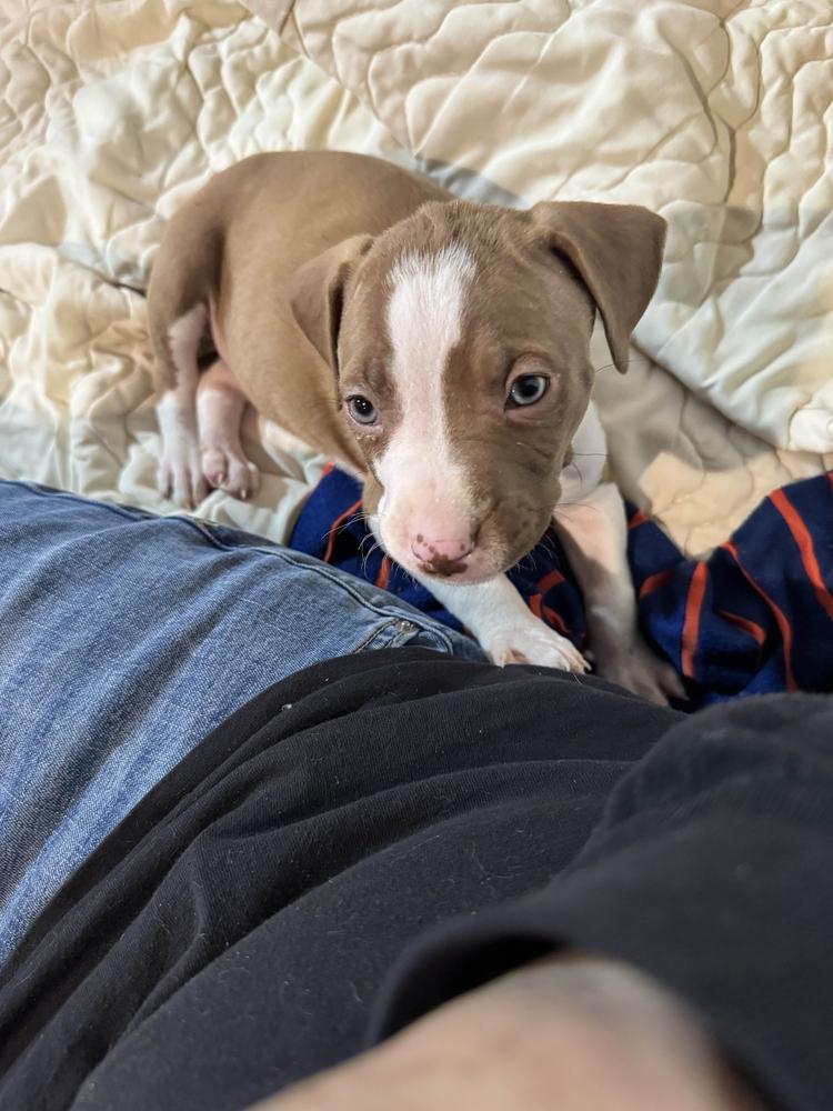 Enlarge Tito, a Adoptable mixed breed in Grand Rapids, MI image 4/6