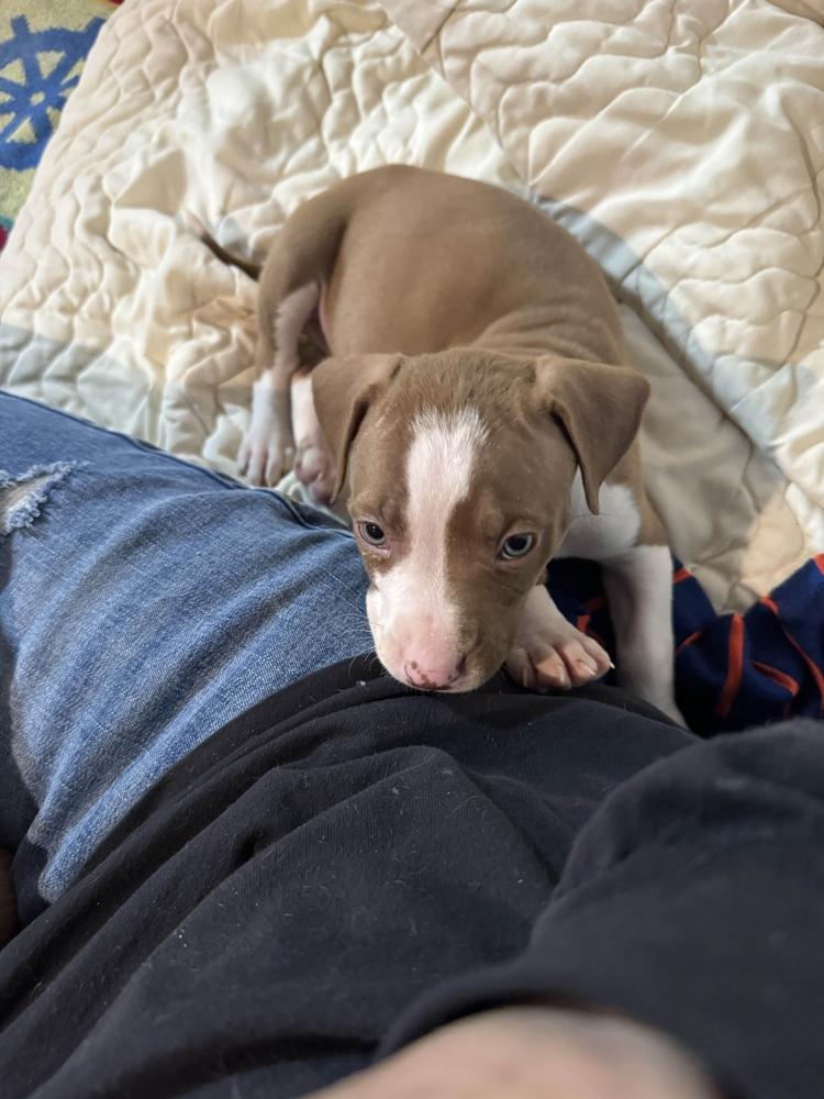 Enlarge Tito, a Adoptable mixed breed in Grand Rapids, MI image 5/6