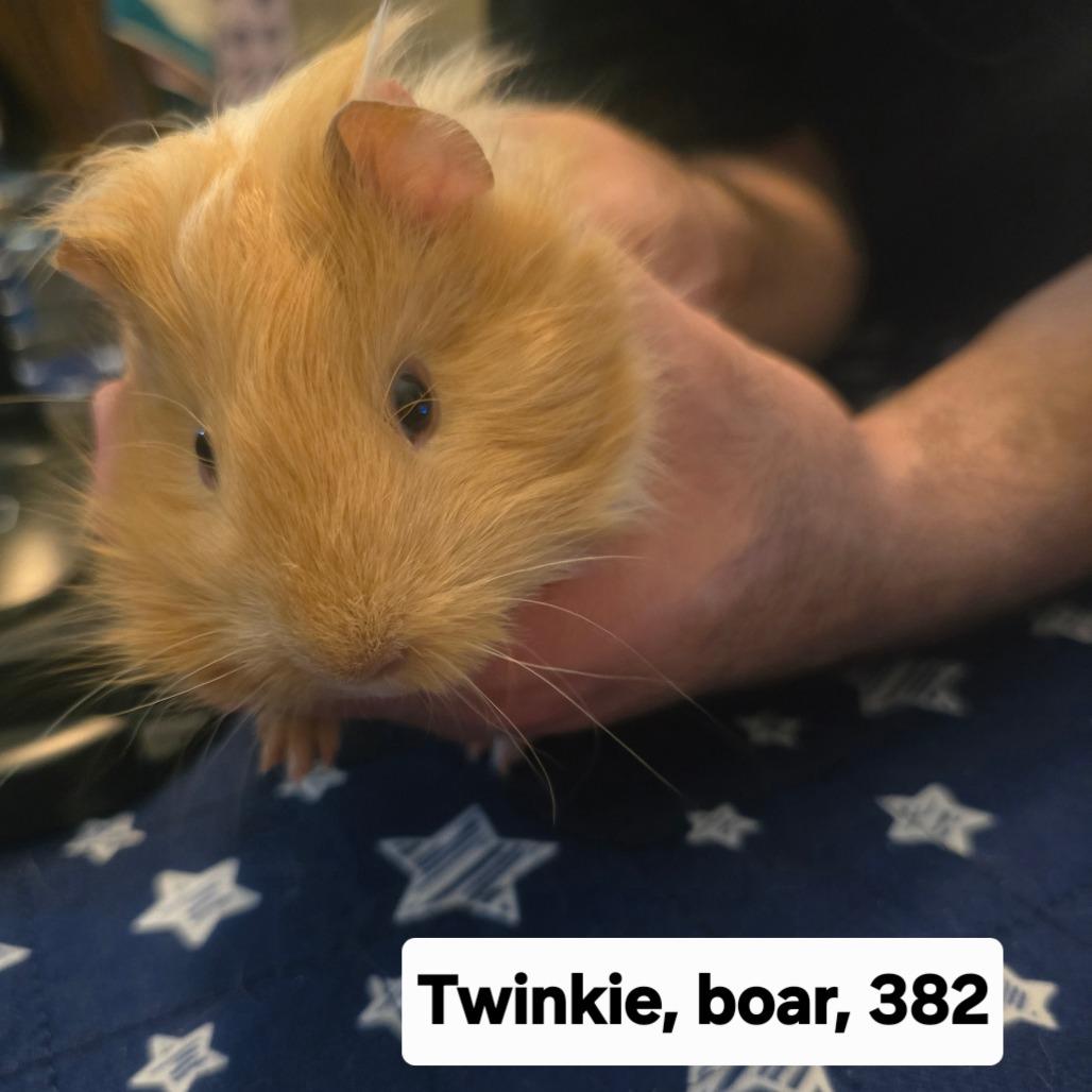 Twinkie, a ADOPTABLE Guinea Pig in Phoenix, AZ image 2/2