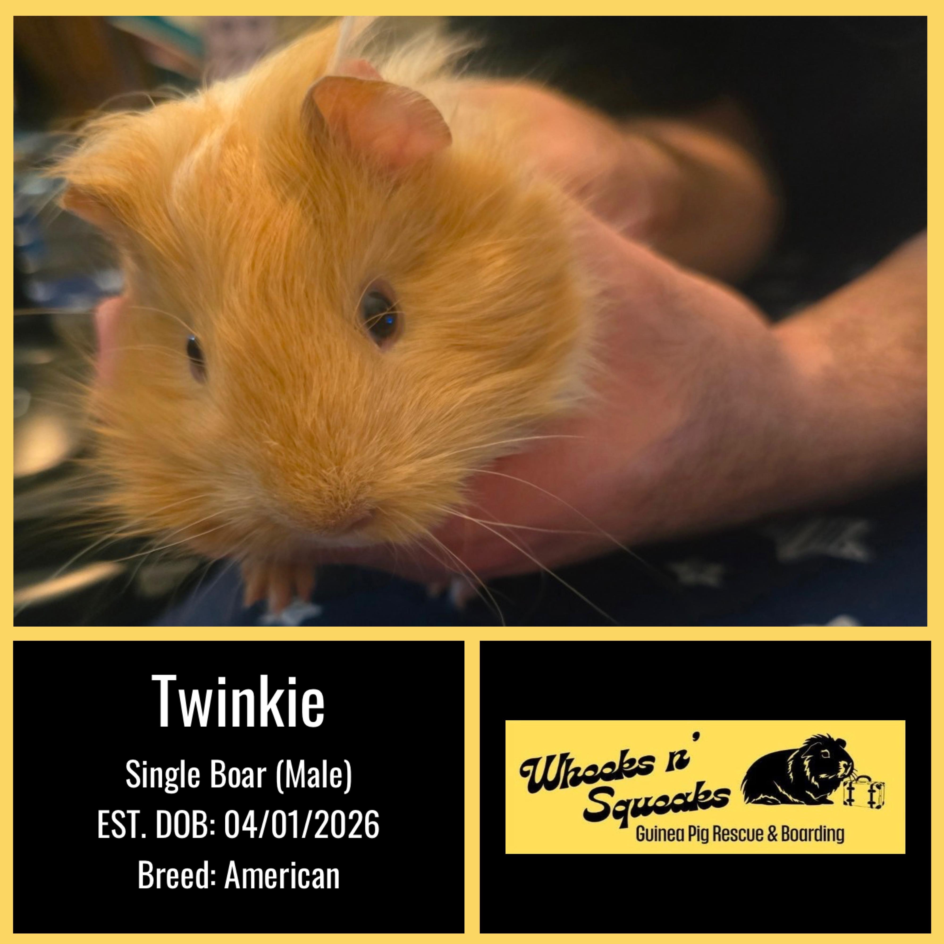 Twinkie, ADOPTABLE, Baby Male Guinea Pig.