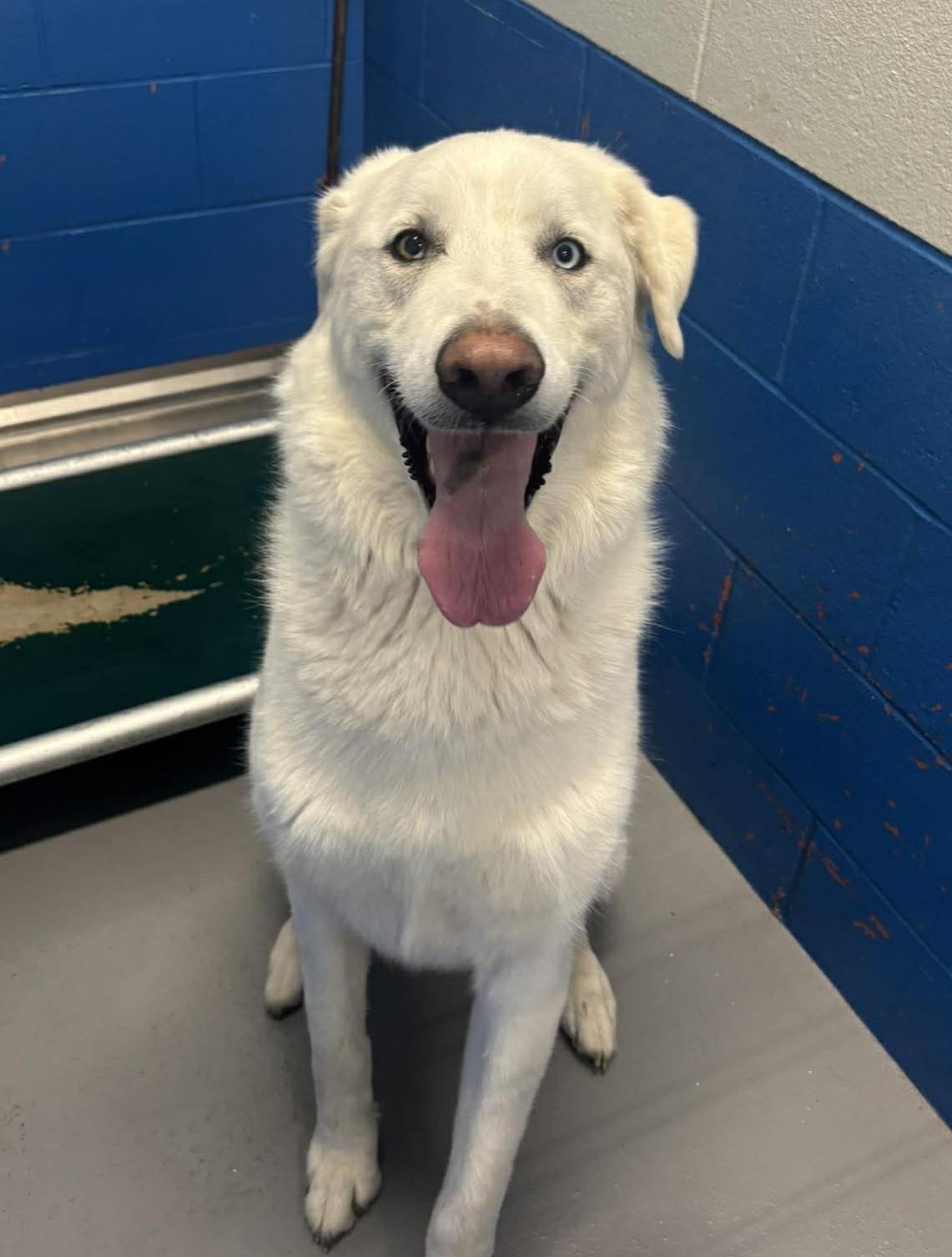 Enlarge Bear, a ADOPTABLE mixed breed in Maryville, MO image 2/5