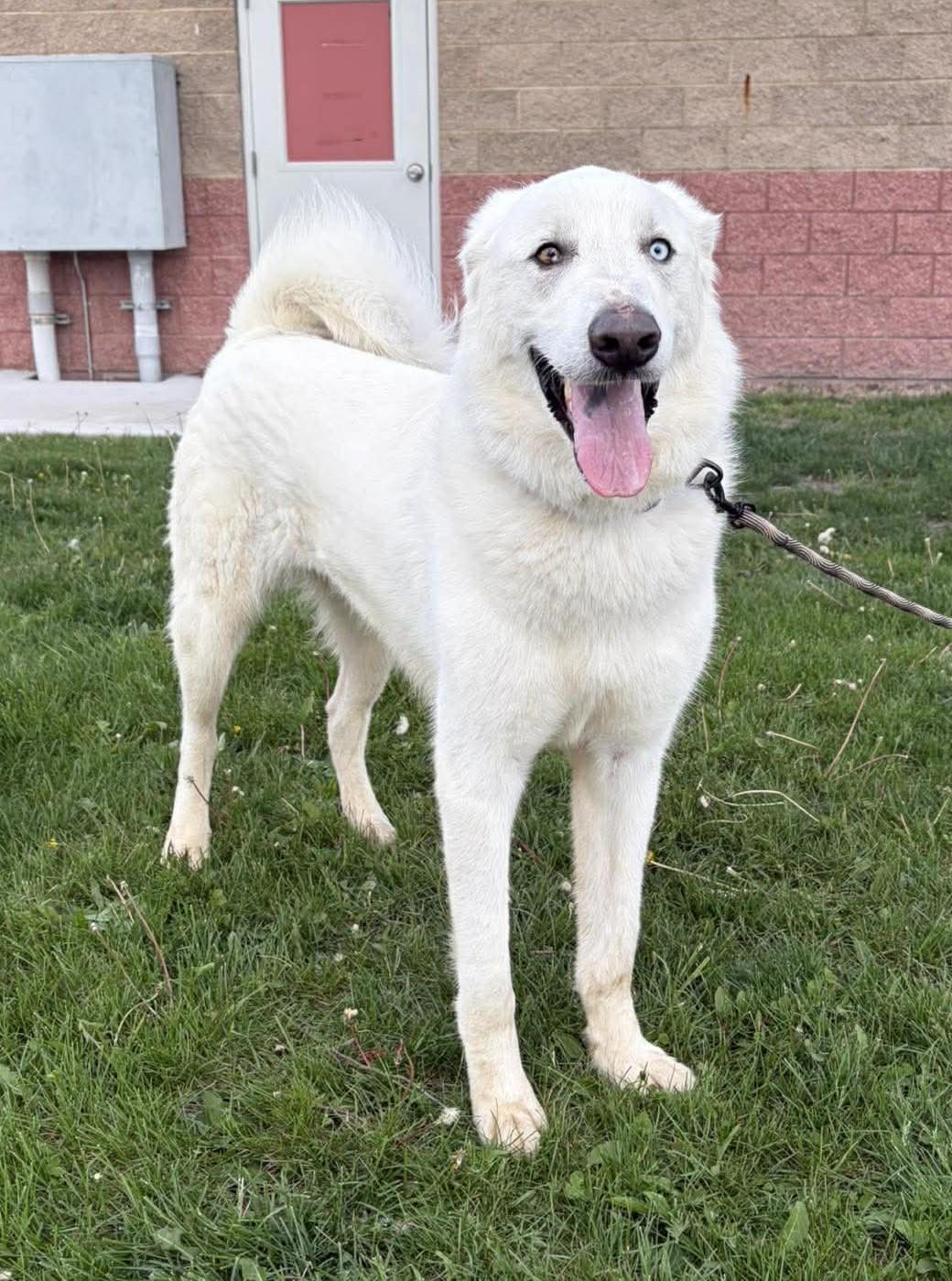 Bear, ADOPTABLE, Adult Male Great Pyrenees.