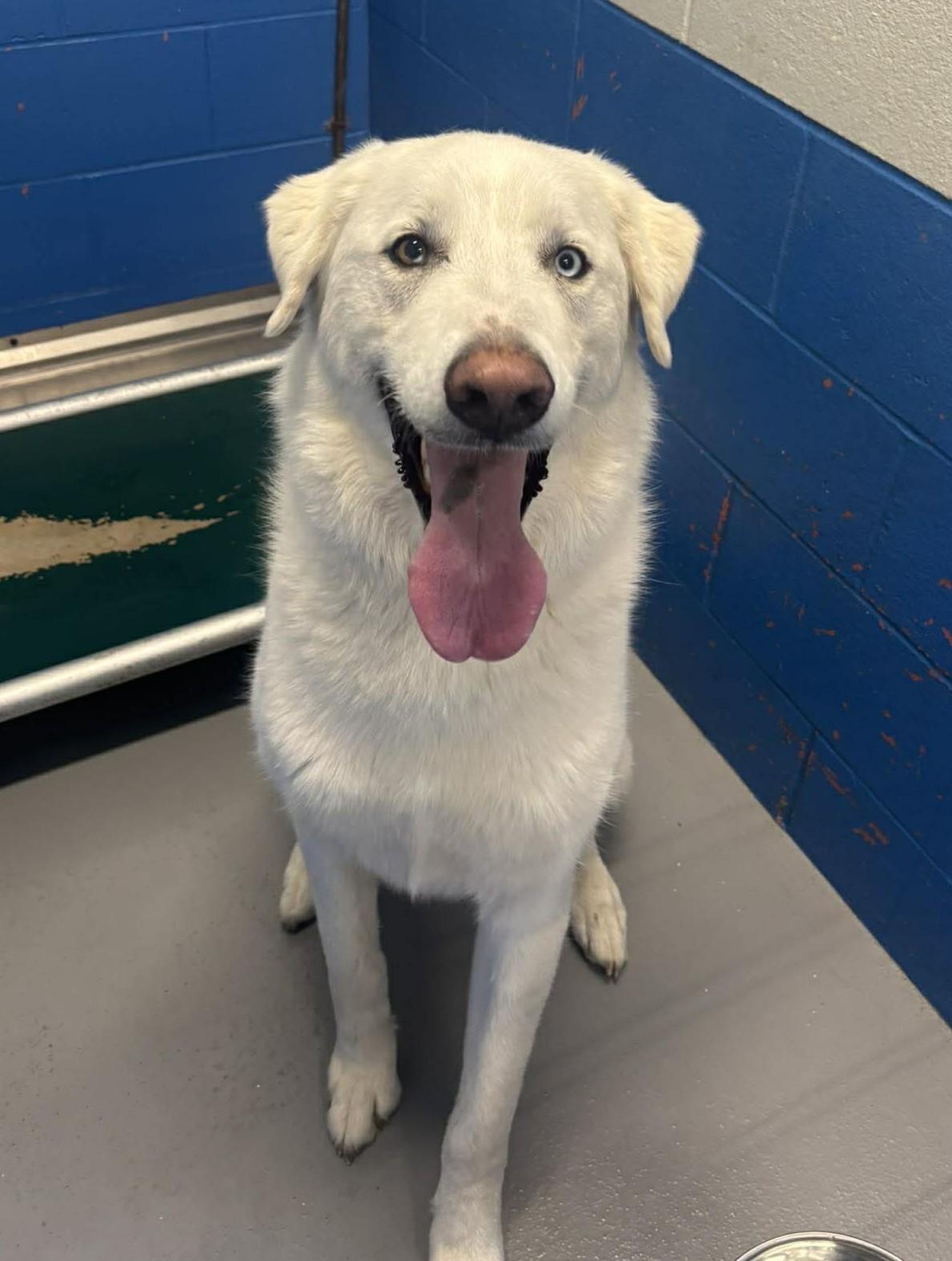 Enlarge Bear, a ADOPTABLE mixed breed in Maryville, MO image 3/5