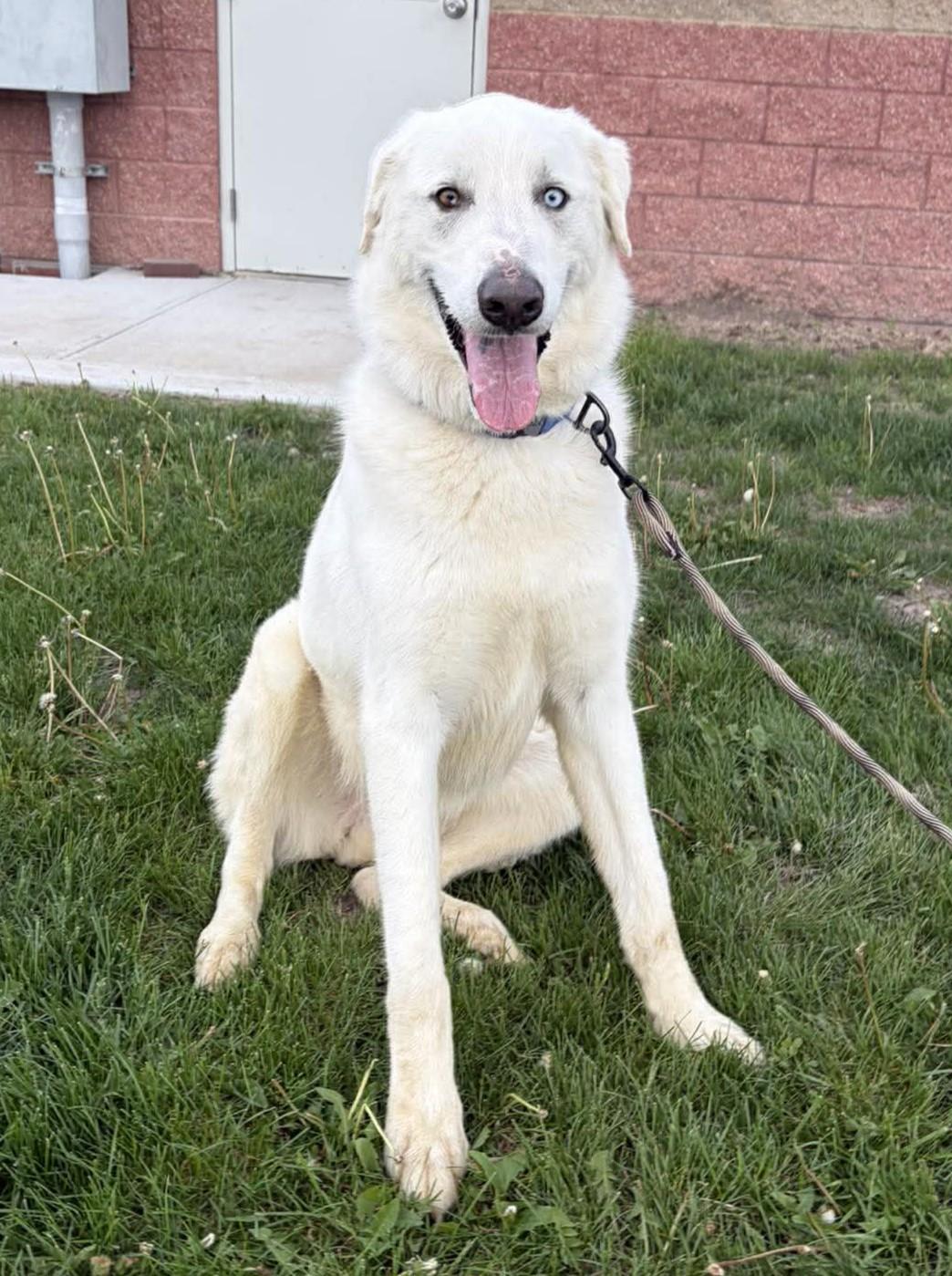 Enlarge Bear, a ADOPTABLE mixed breed in Maryville, MO image 4/5