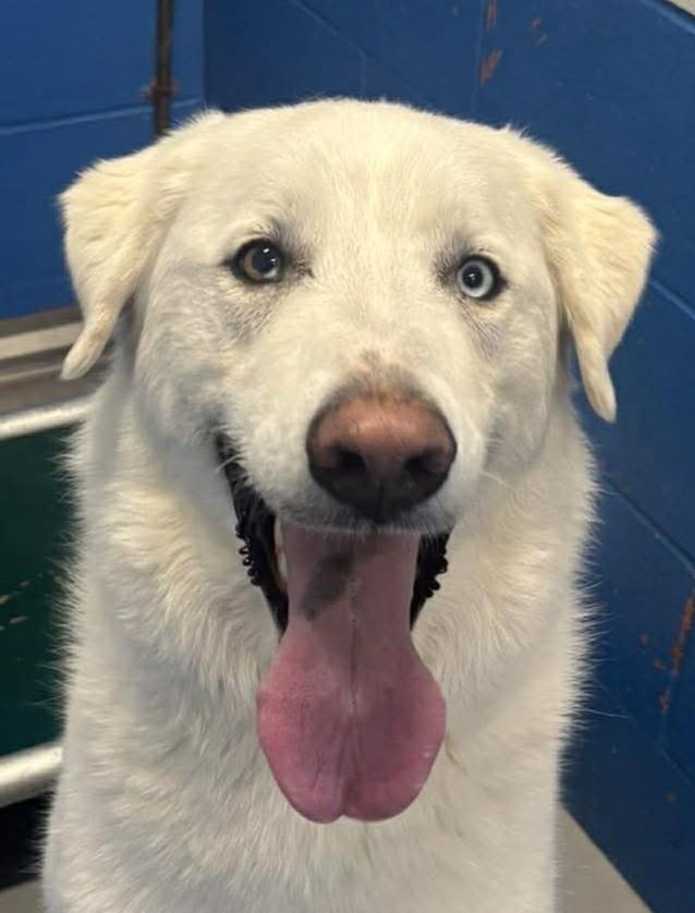 Enlarge Bear, a ADOPTABLE mixed breed in Maryville, MO image 5/5