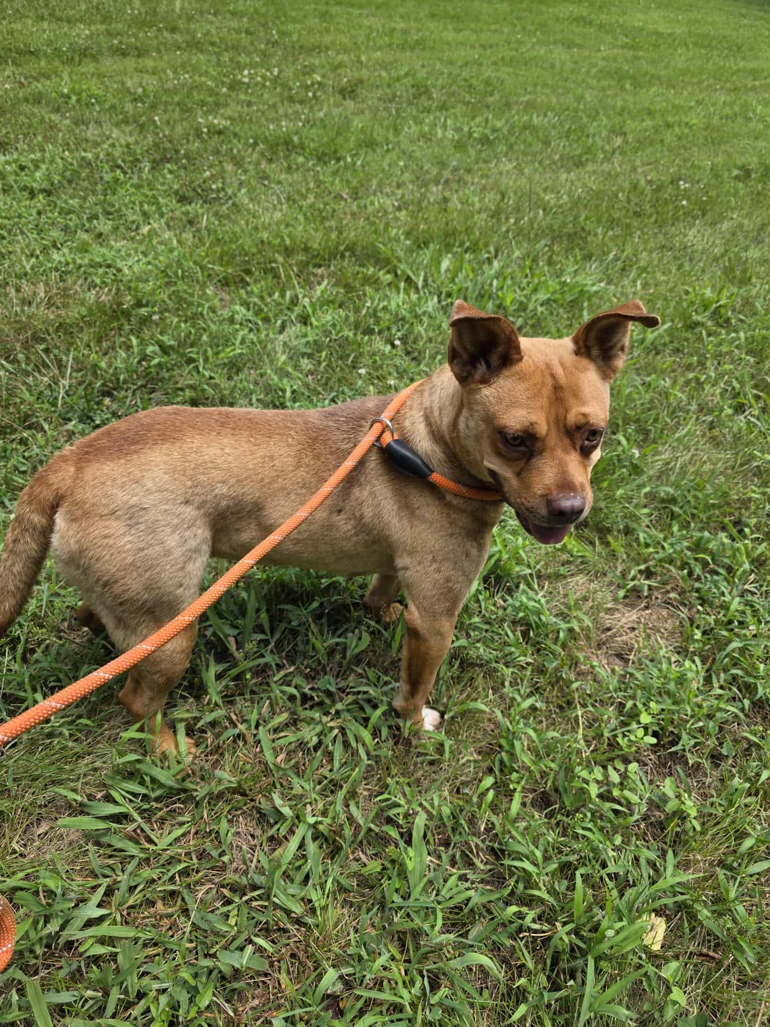 Emmy, Adoptable, Adult Female Mixed Breed.