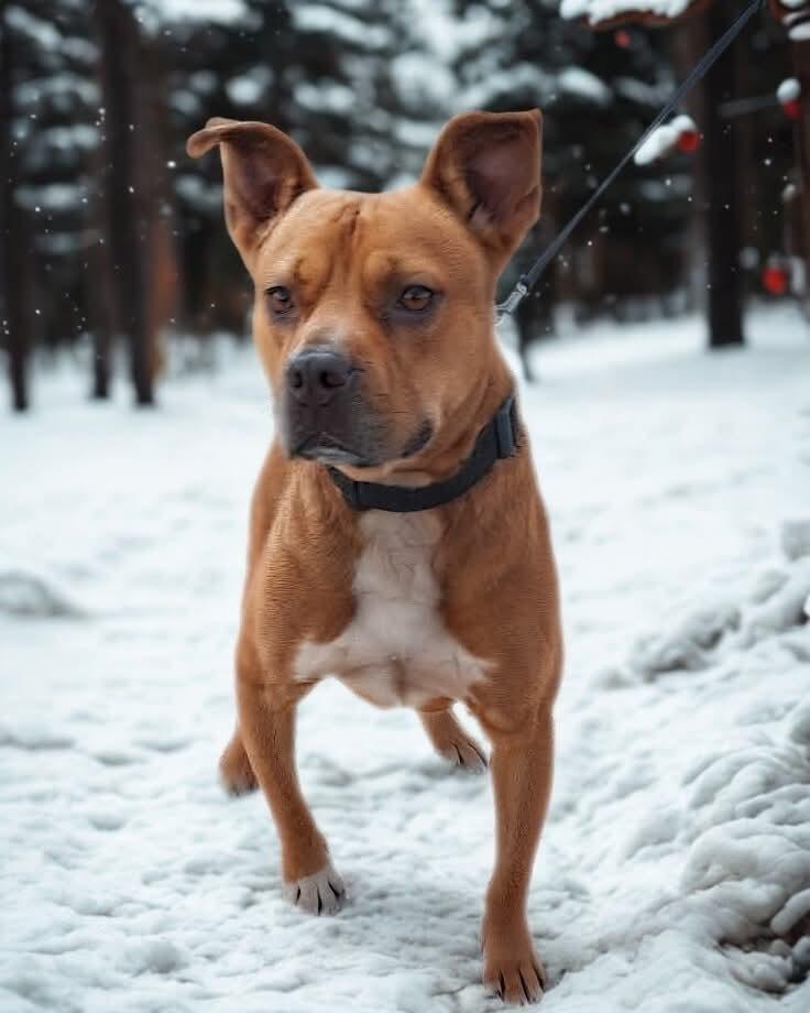 Enlarge Emmy, an adoption pending Mixed Breed in Harrodsburg, KY image 3/6