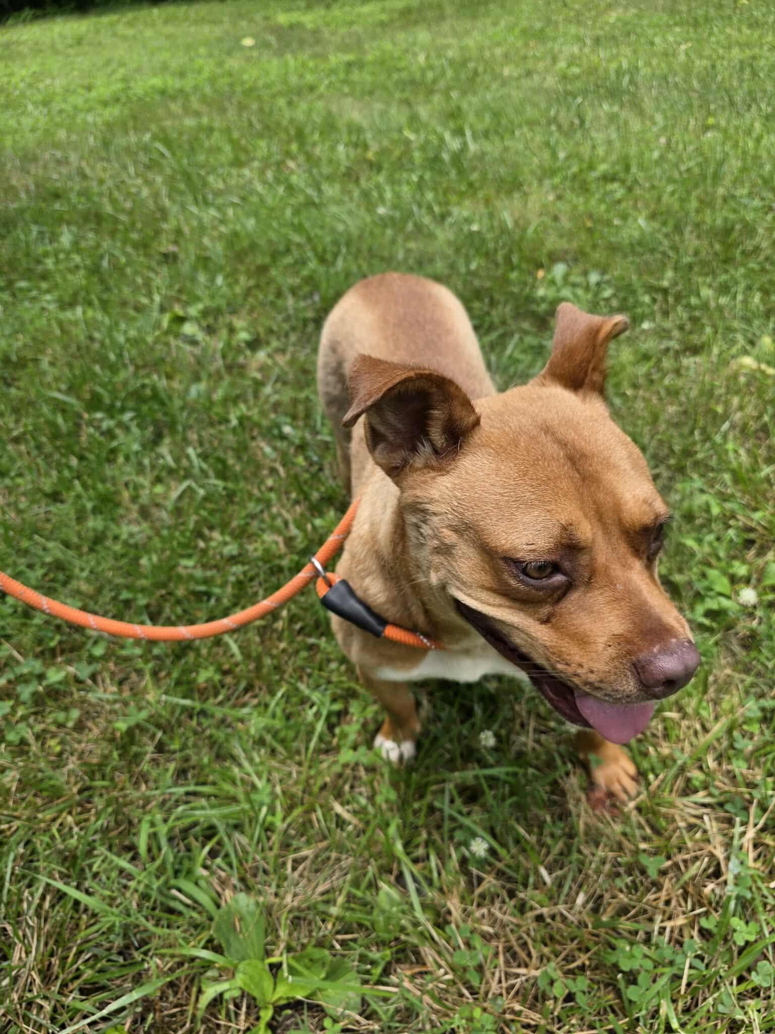 Enlarge Emmy, an adoption pending Mixed Breed in Harrodsburg, KY image 6/6