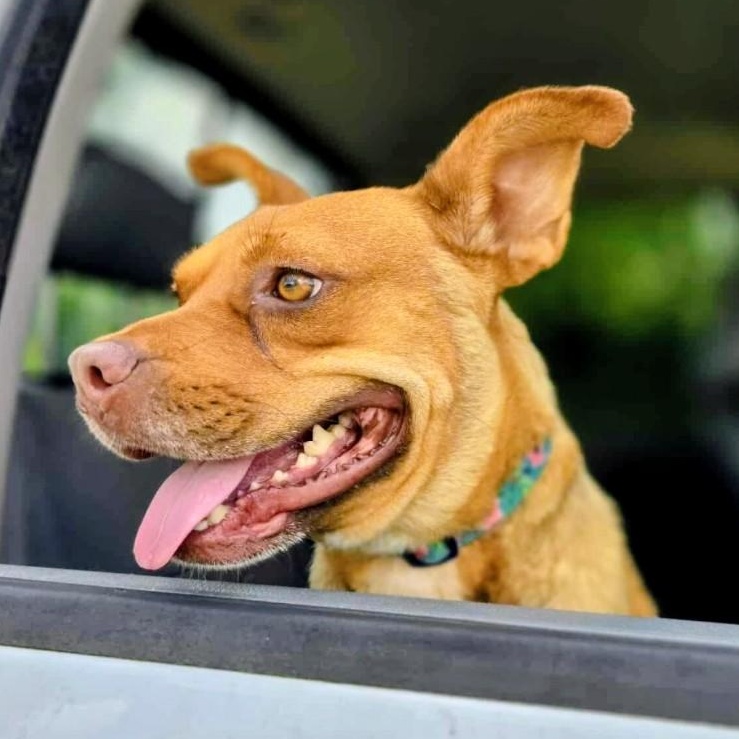 Enlarge Emmy, an adoption pending Mixed Breed in Harrodsburg, KY image 2/6