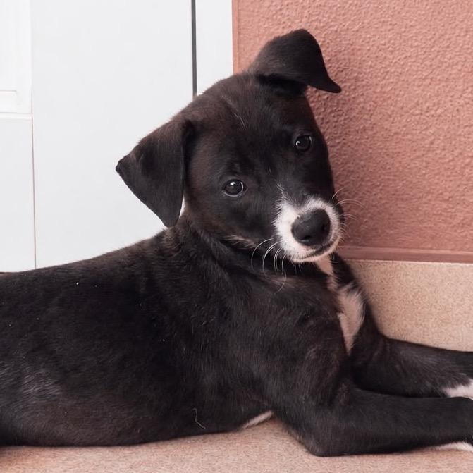 Lola, Adoptable, Puppy Female Labrador Retriever & Mixed Breed.