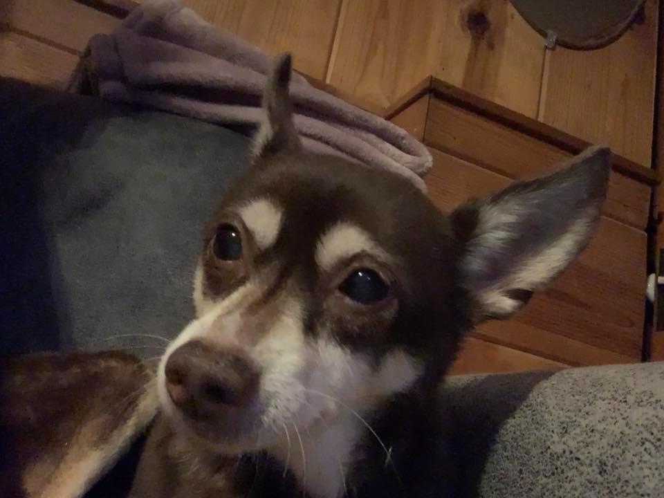 Gracie $250, Adoptable, Adult Female Chihuahua.