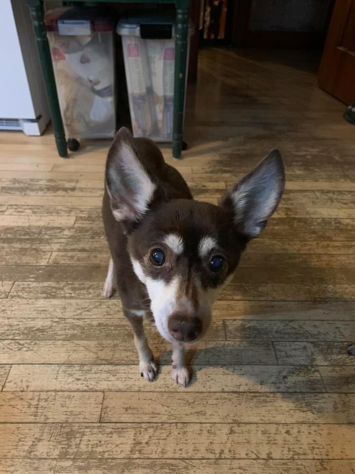 Enlarge Gracie $250, a Adoptable Chihuahua in Milwaukee, WI image 2/5