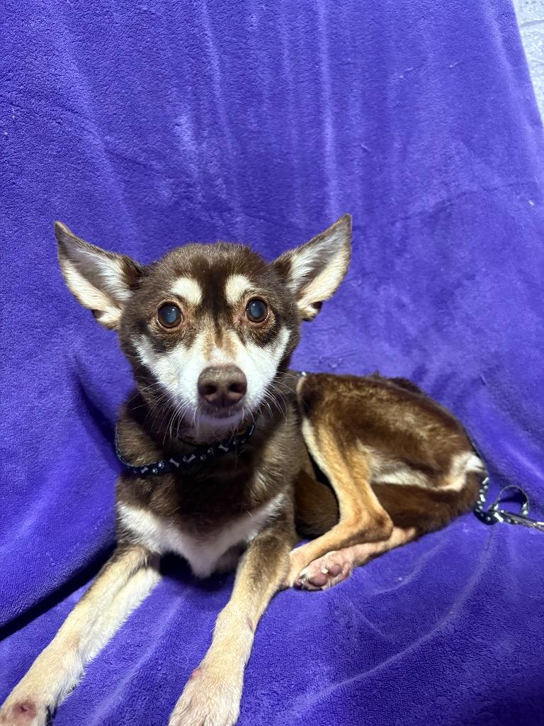 Enlarge Gracie $250, a Adoptable Chihuahua in Milwaukee, WI image 3/5