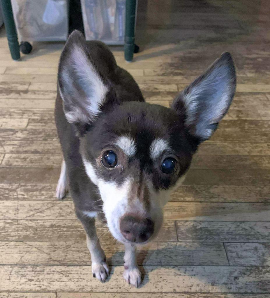 Enlarge Gracie $250, a Adoptable Chihuahua in Milwaukee, WI image 4/5