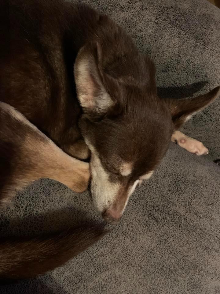 Enlarge Gracie $250, a Adoptable Chihuahua in Milwaukee, WI image 5/5