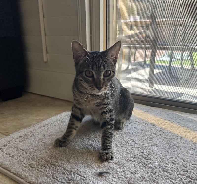 Enlarge Lucky, a Adoptable Tabby in Anthem, AZ image 1/3