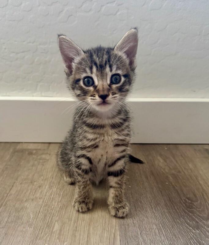 Enlarge Lucky - 101 Dalmatians Litter, a Adoptable Tabby in Anthem, AZ image 1/1