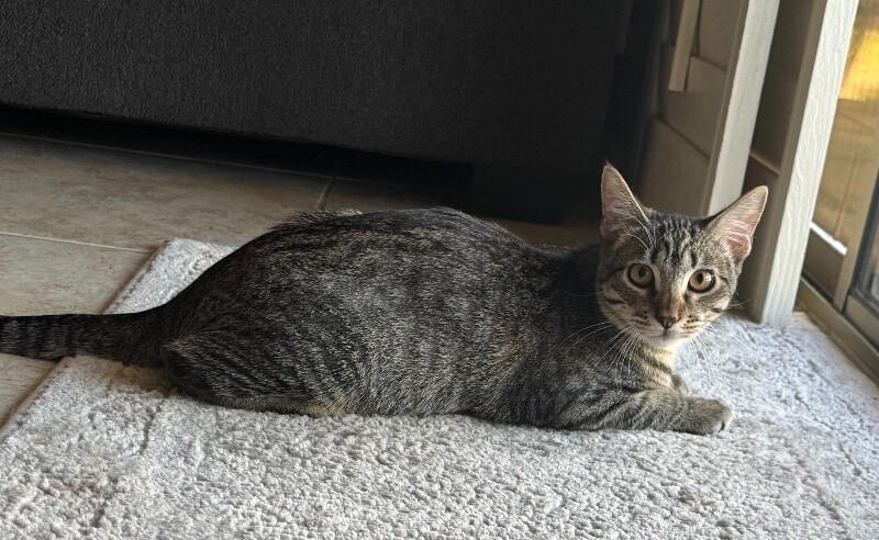 Enlarge Lucky, a Adoptable Tabby in Anthem, AZ image 3/3