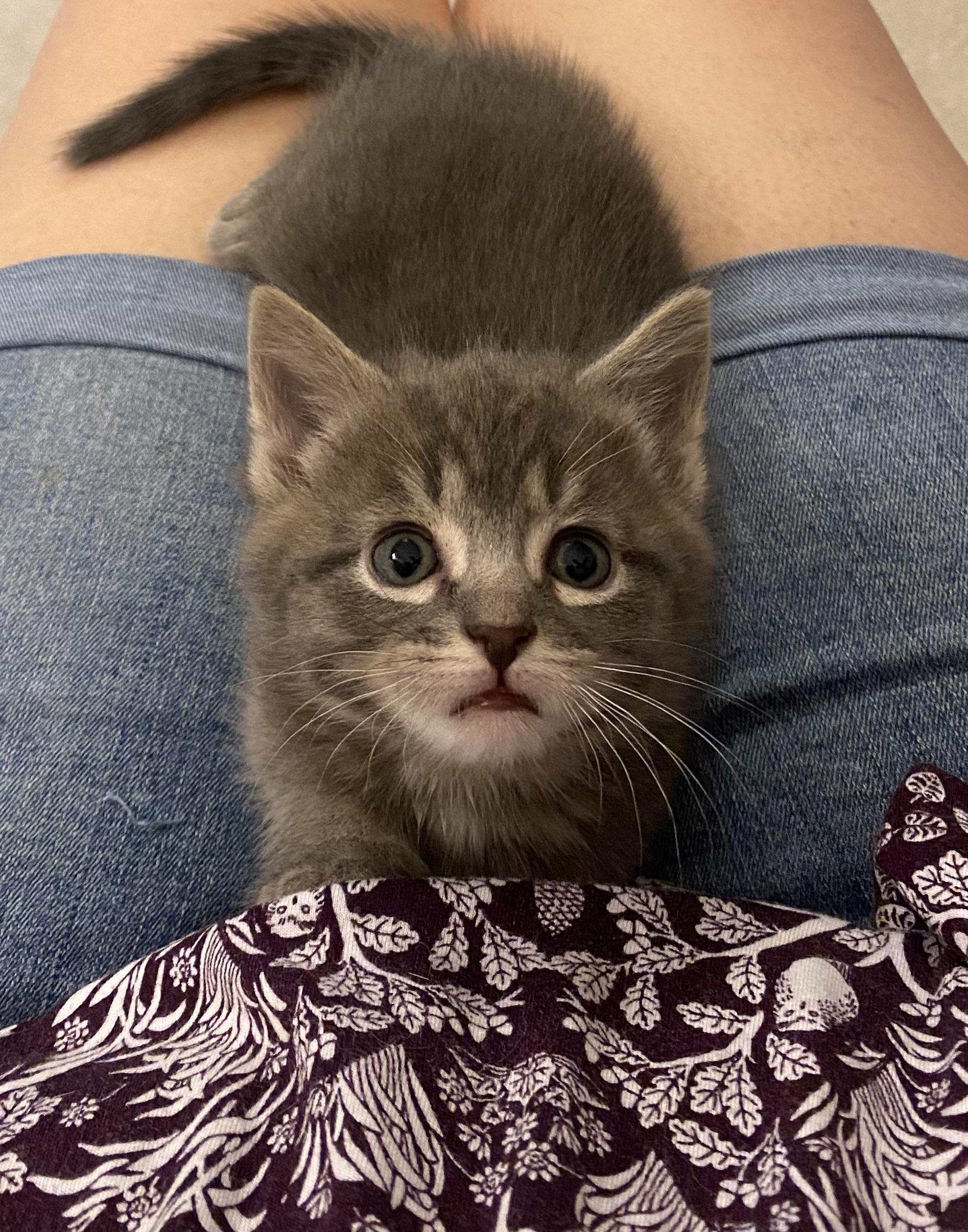 Lynx photo 1