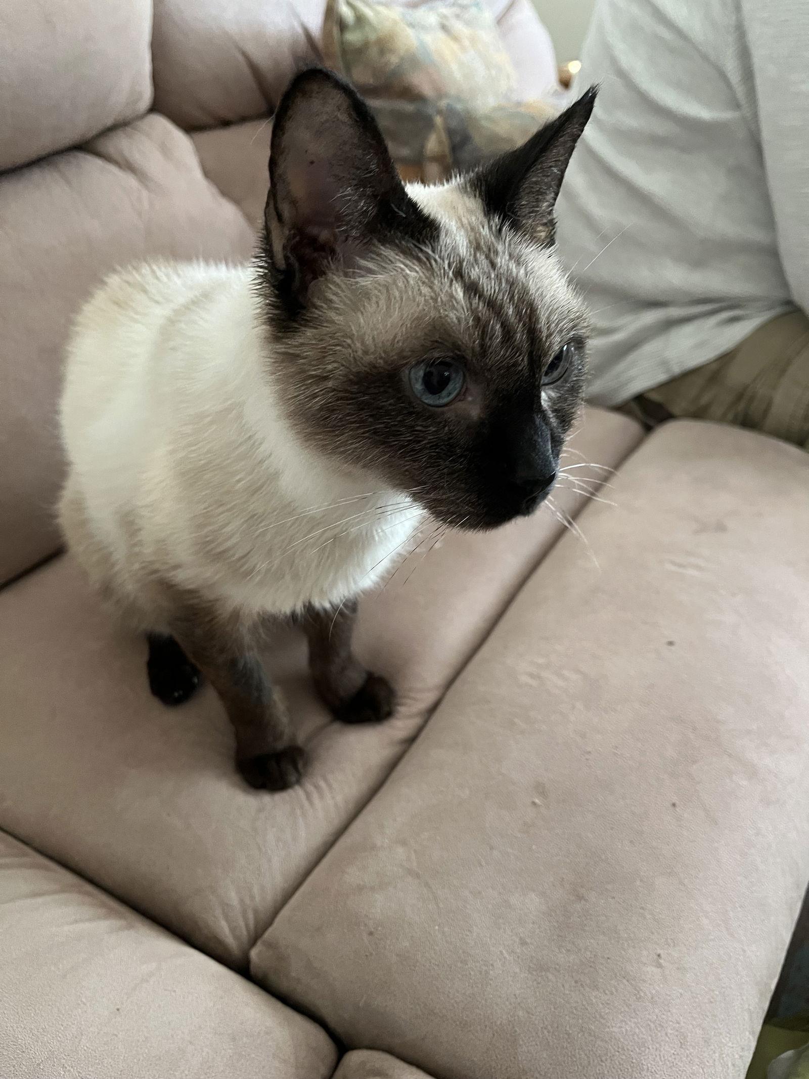 Enlarge Hattie, a Adoptable Siamese in Pinckney, MI image 1/3