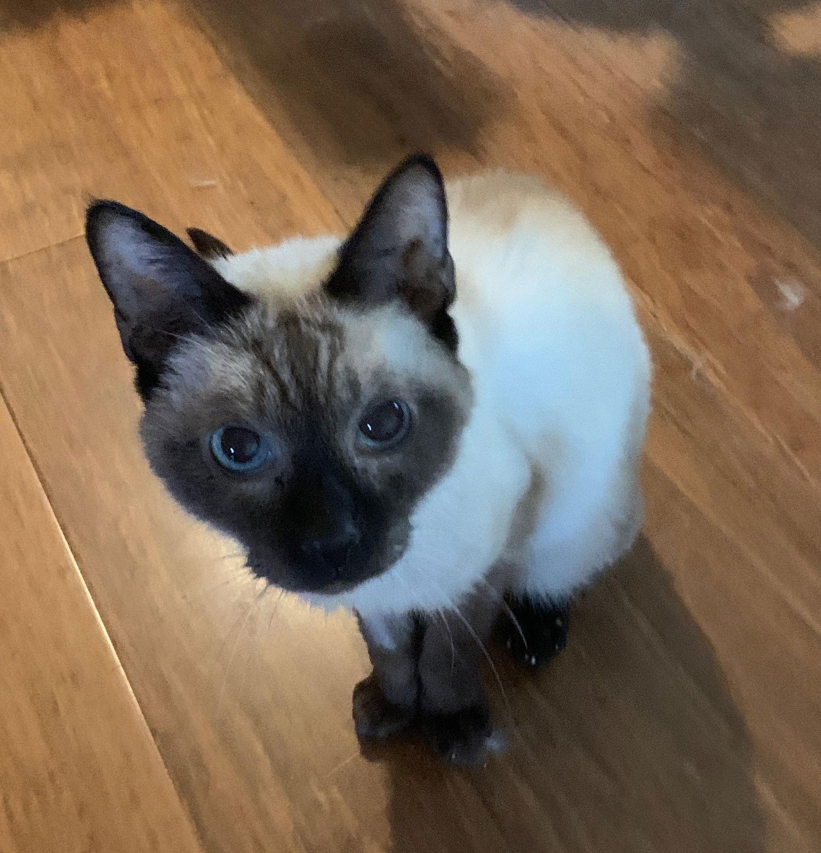 Enlarge Hattie, a Adoptable Siamese in Pinckney, MI image 3/3