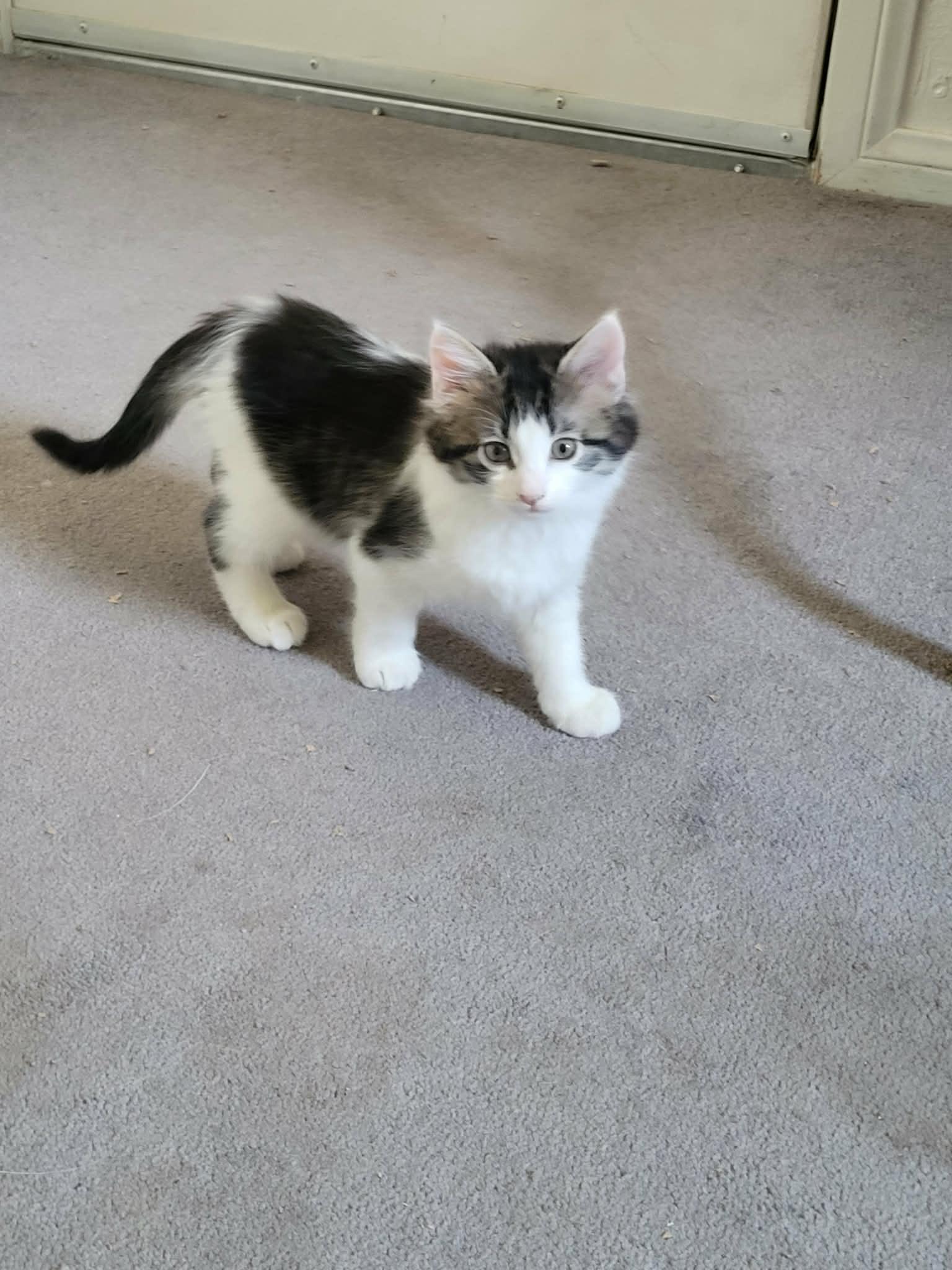 STEVIE, adopted, Kitten Male Maine Coon & Norwegian Forest Cat.