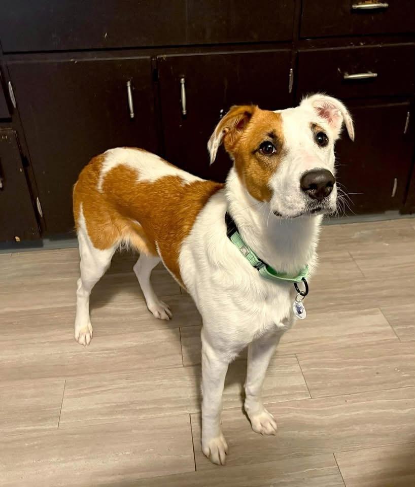 Enlarge Dutchess, a Adoptable mixed breed in Alden, NY image 1/4