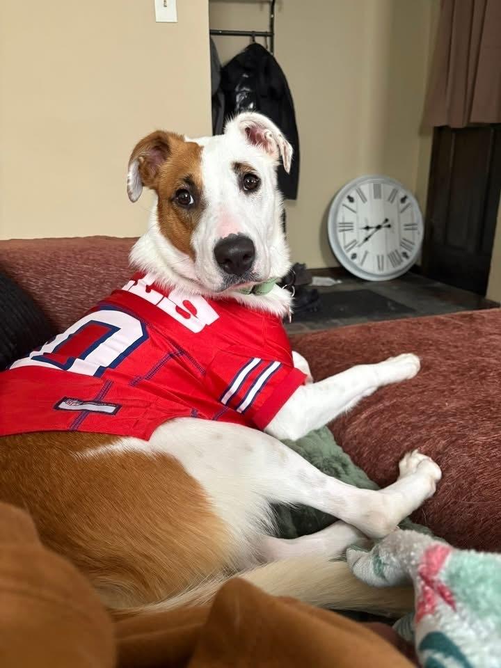 Enlarge Dutchess, a Adoptable mixed breed in Alden, NY image 2/4