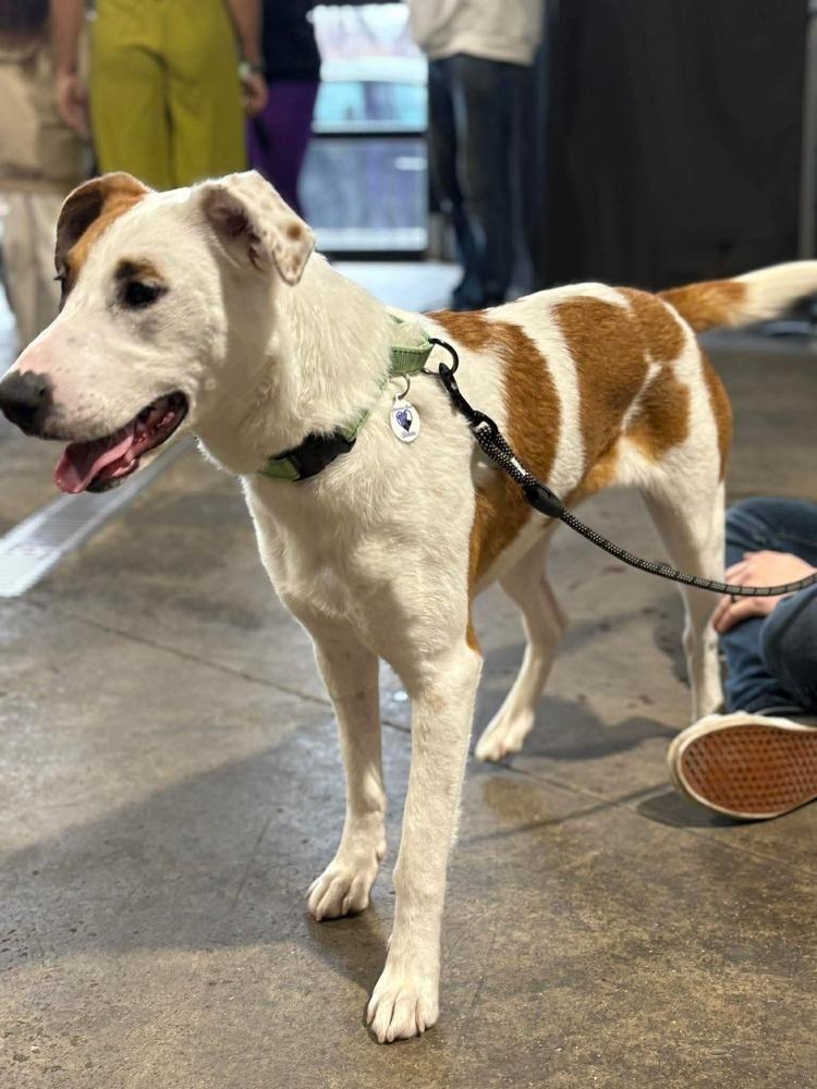 Enlarge Dutchess, a Adoptable mixed breed in Alden, NY image 3/4