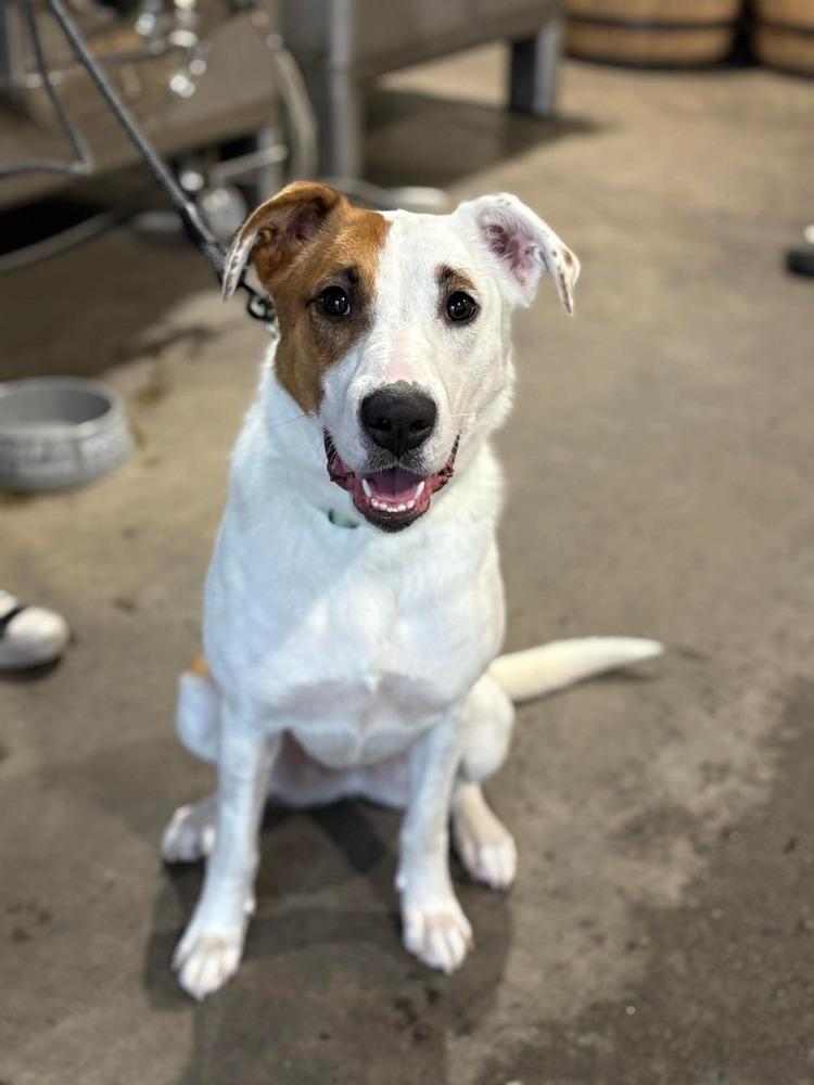 Enlarge Dutchess, a Adoptable mixed breed in Alden, NY image 4/4