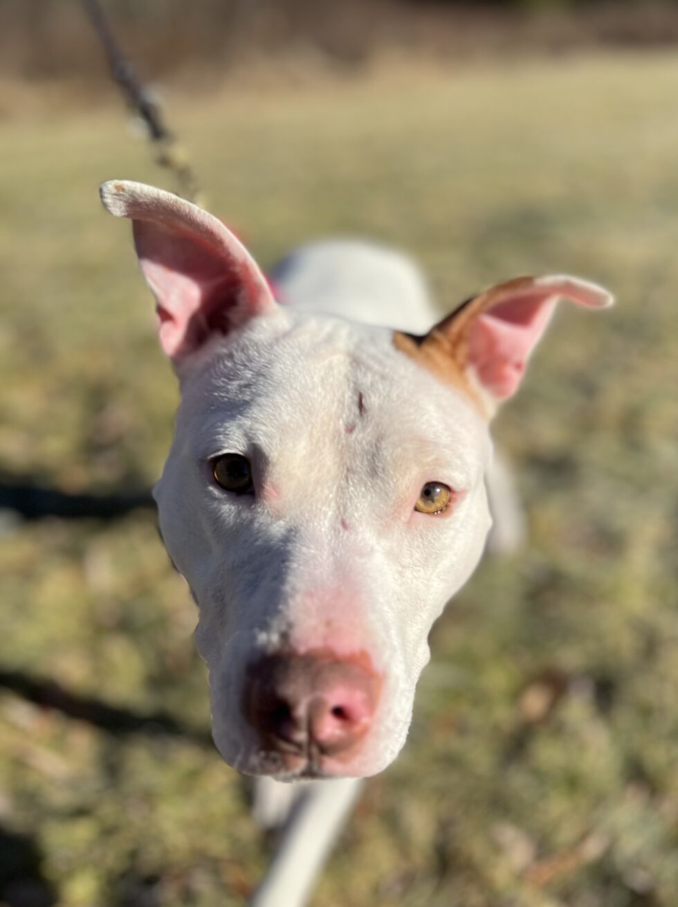 Ginger, Adoptable, Adult Female Pit Bull Terrier.