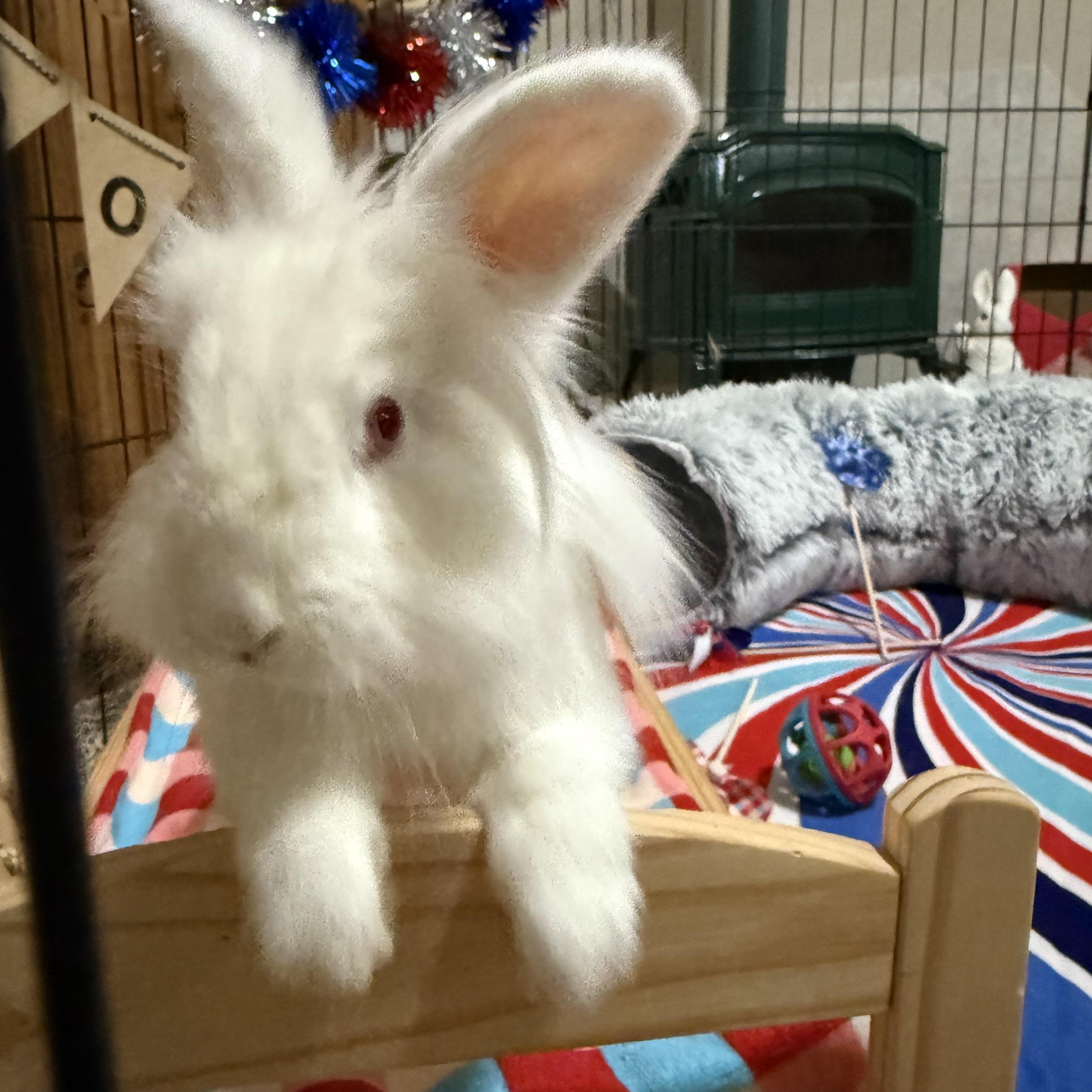 Enlarge Petunia, a Adoptable Lionhead in Little Rock, AR image 1/4