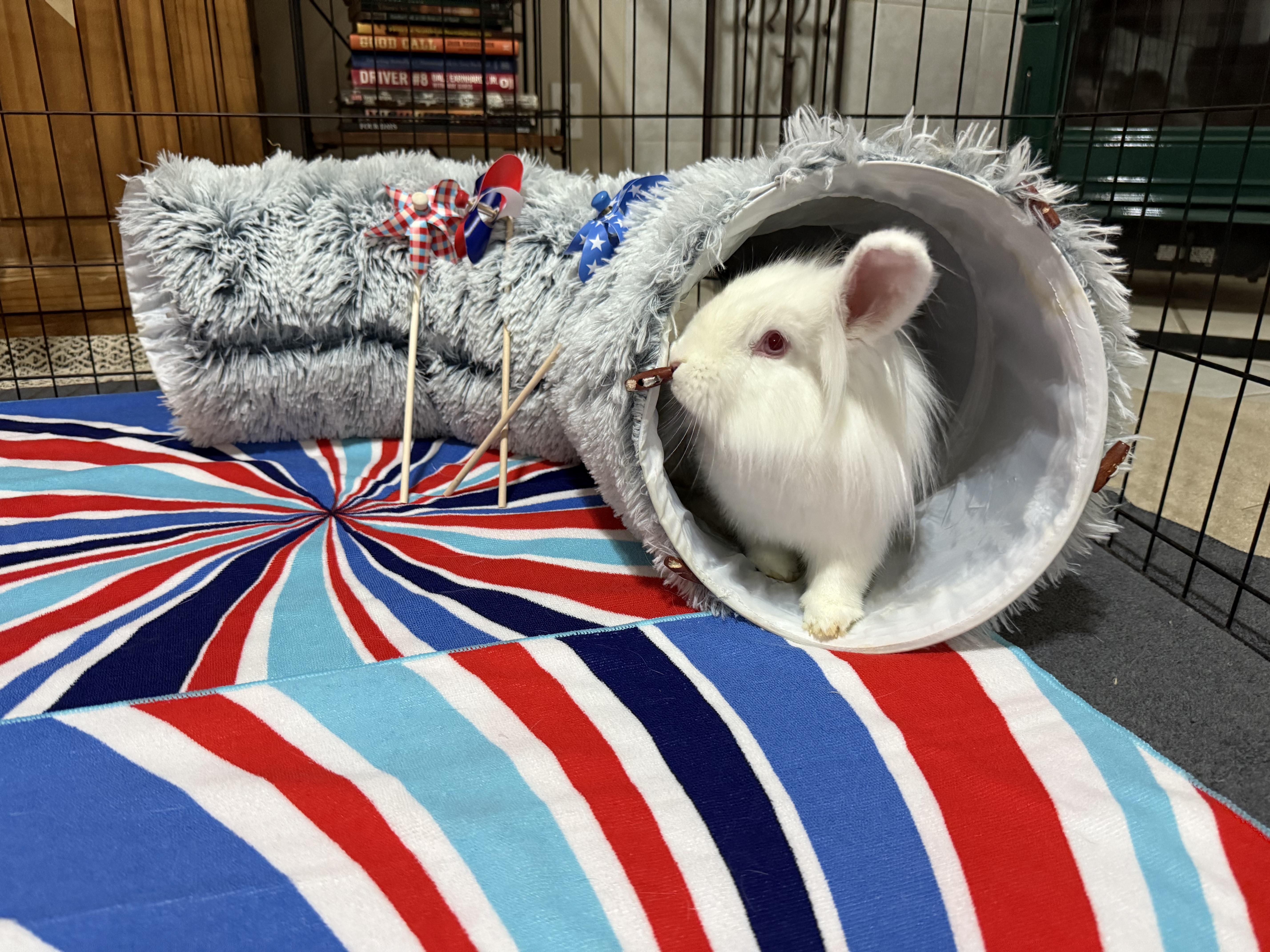 Enlarge Petunia, a Adoptable Lionhead in Little Rock, AR image 2/4