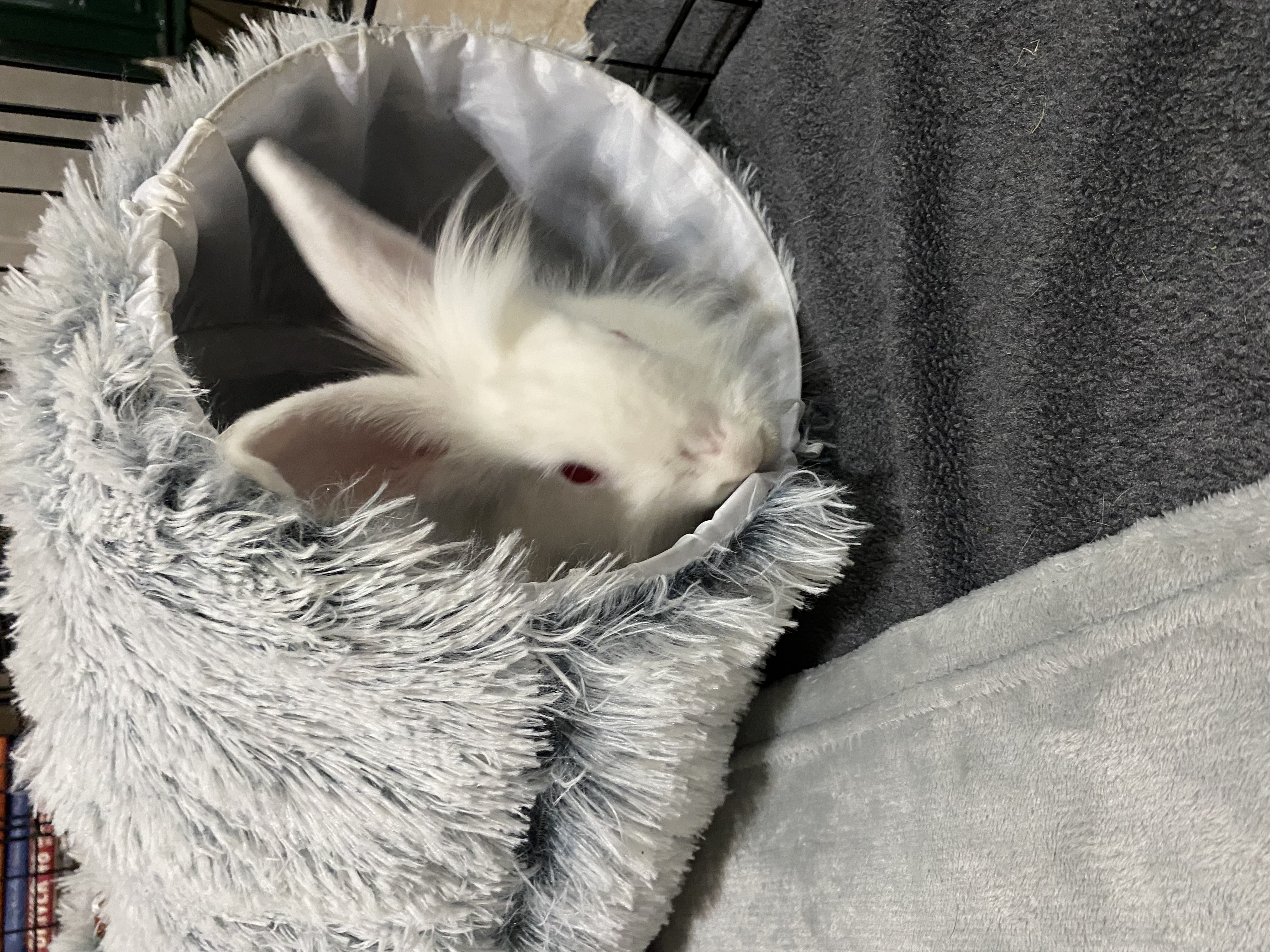 Petunia