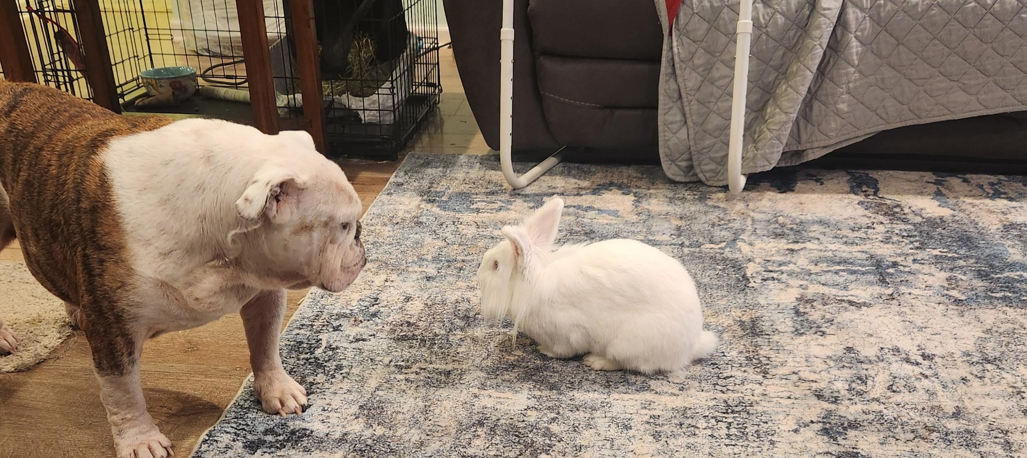 Enlarge Petunia, a Adoptable Lionhead in Little Rock, AR image 3/4
