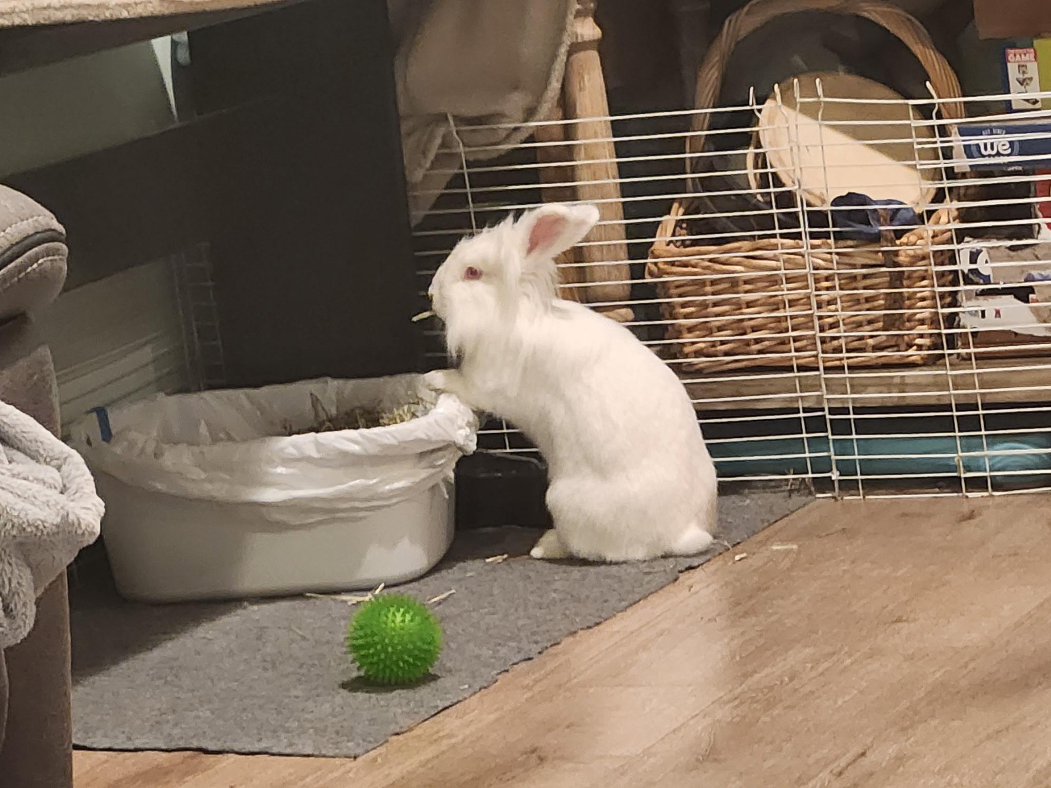 Enlarge Petunia, a Adoptable Lionhead in Little Rock, AR image 4/4