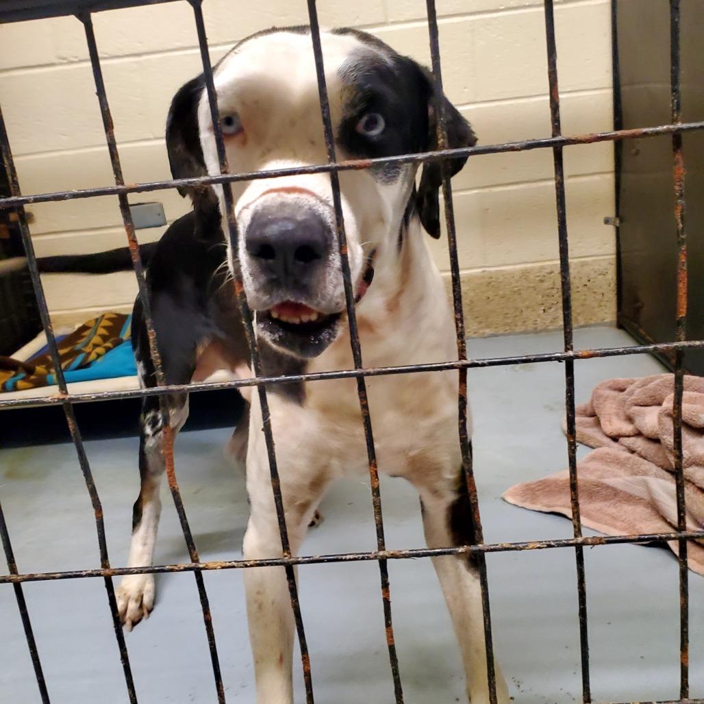 Enlarge Roscoe, a Adoptable mixed breed in Denison, TX image 1/6