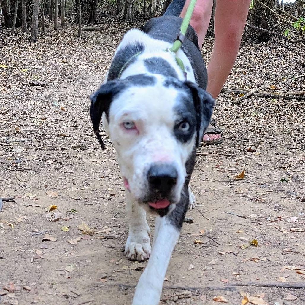 Enlarge Roscoe, a Adoptable mixed breed in Denison, TX image 2/6
