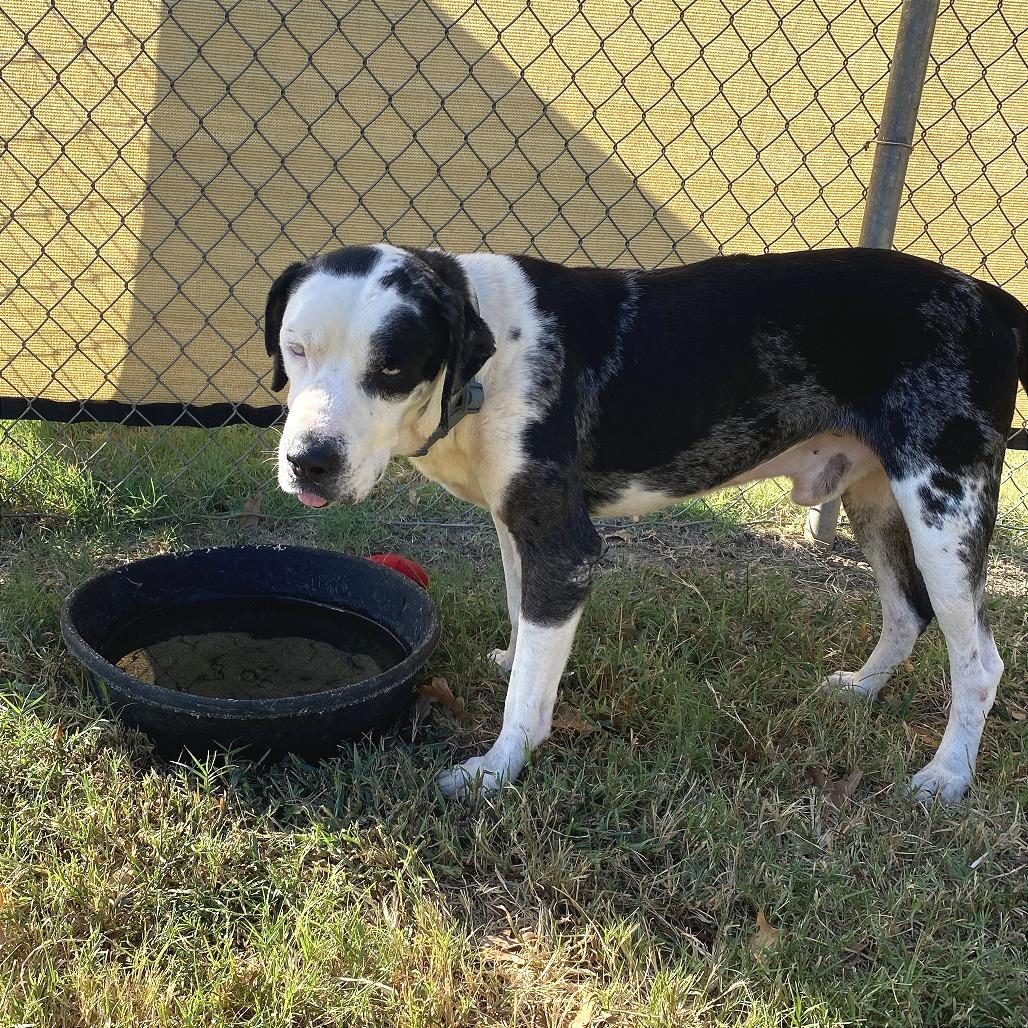 Enlarge Roscoe, a Adoptable mixed breed in Denison, TX image 3/6